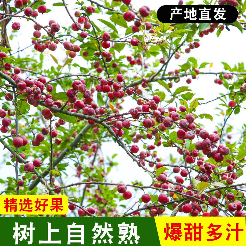 树上挂着海棠果