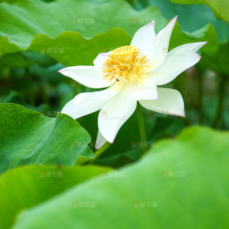 池塘里盛开的荷花