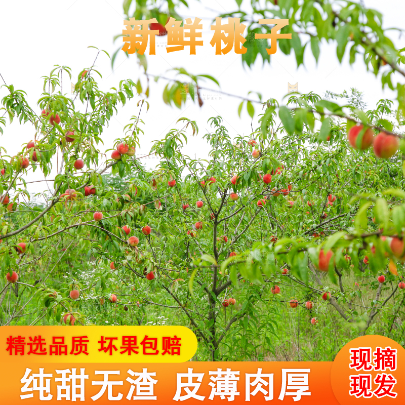 树上挂着桃子