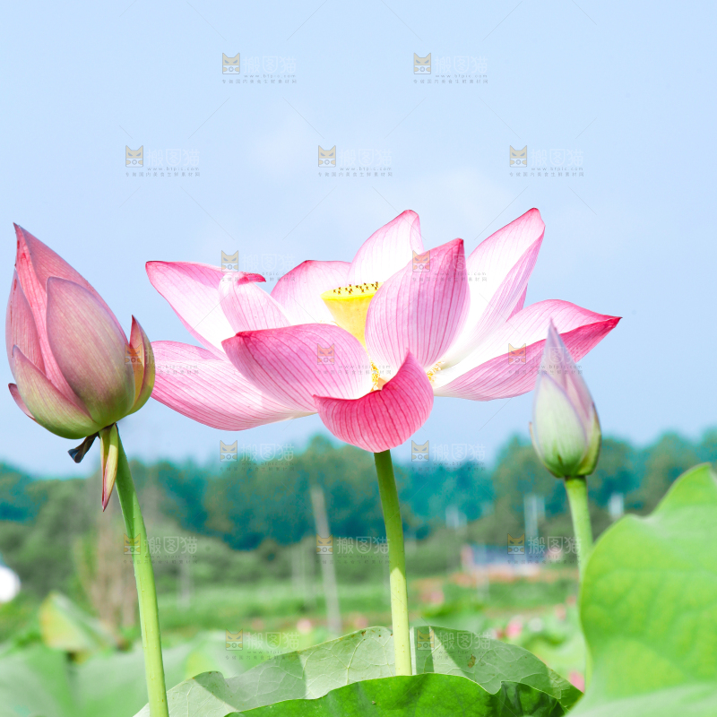 池塘里的荷花
