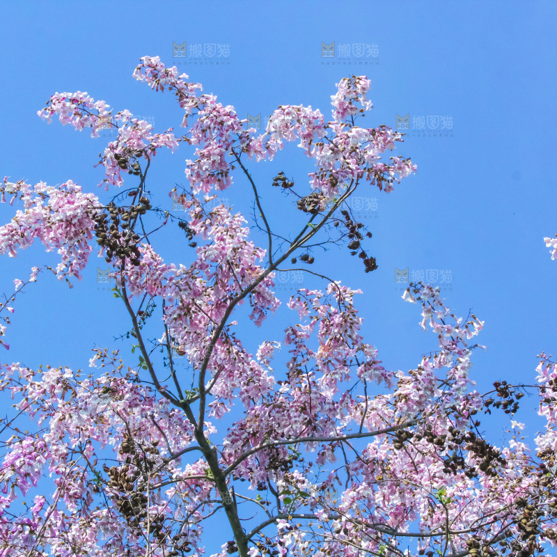 洋槐树上开着花