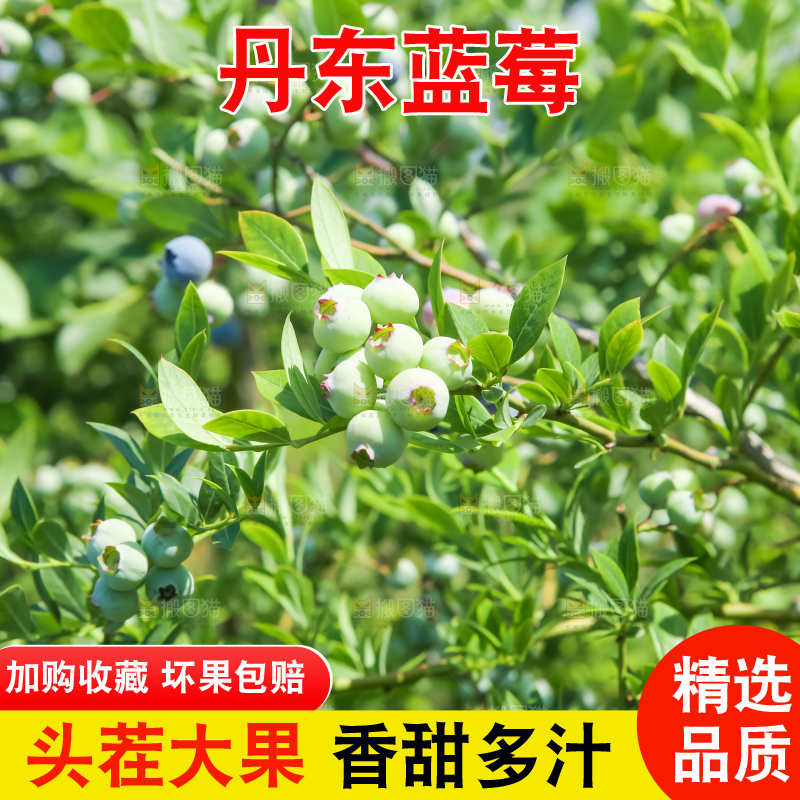 农民正在采摘蓝莓
