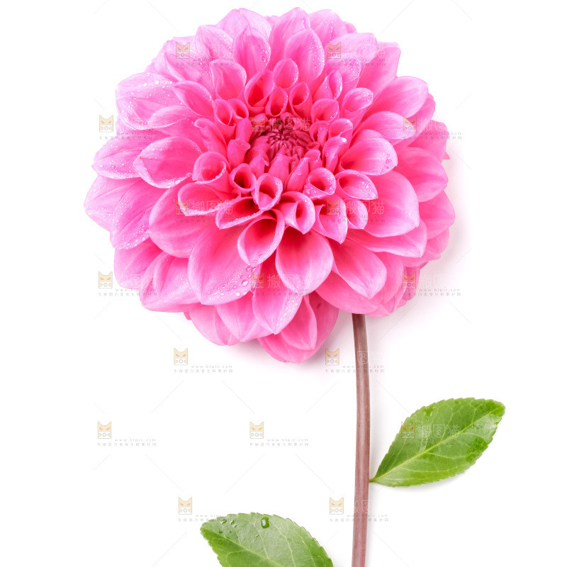 浅底上摆放着花朵