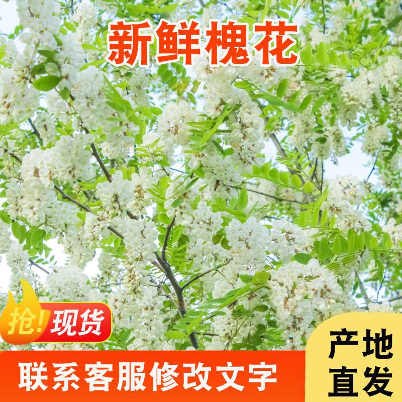 槐树槐花
