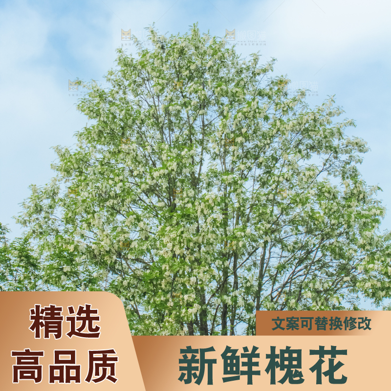 槐树槐花