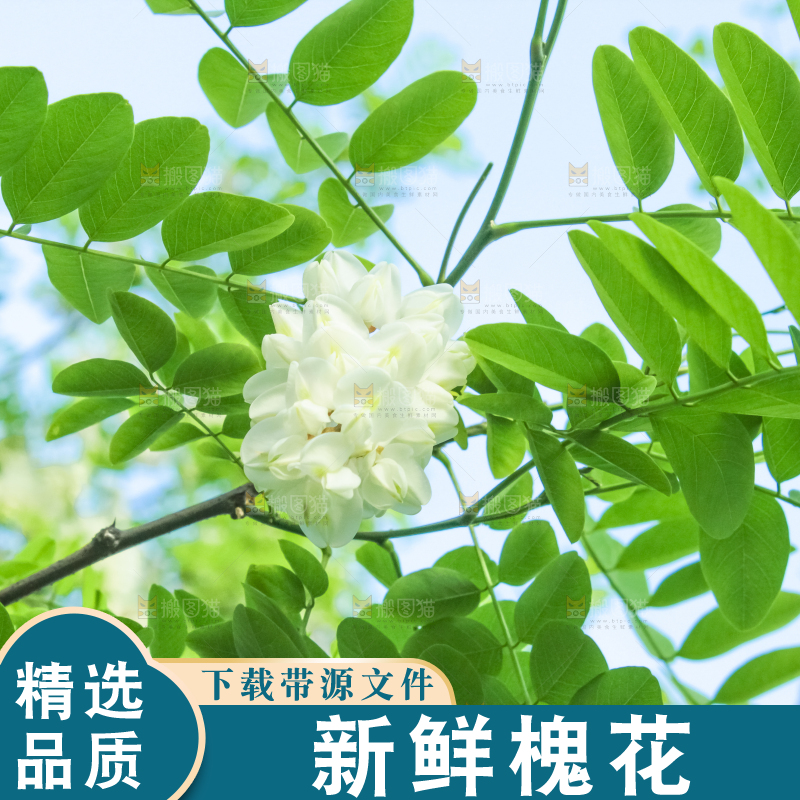 槐树槐花
