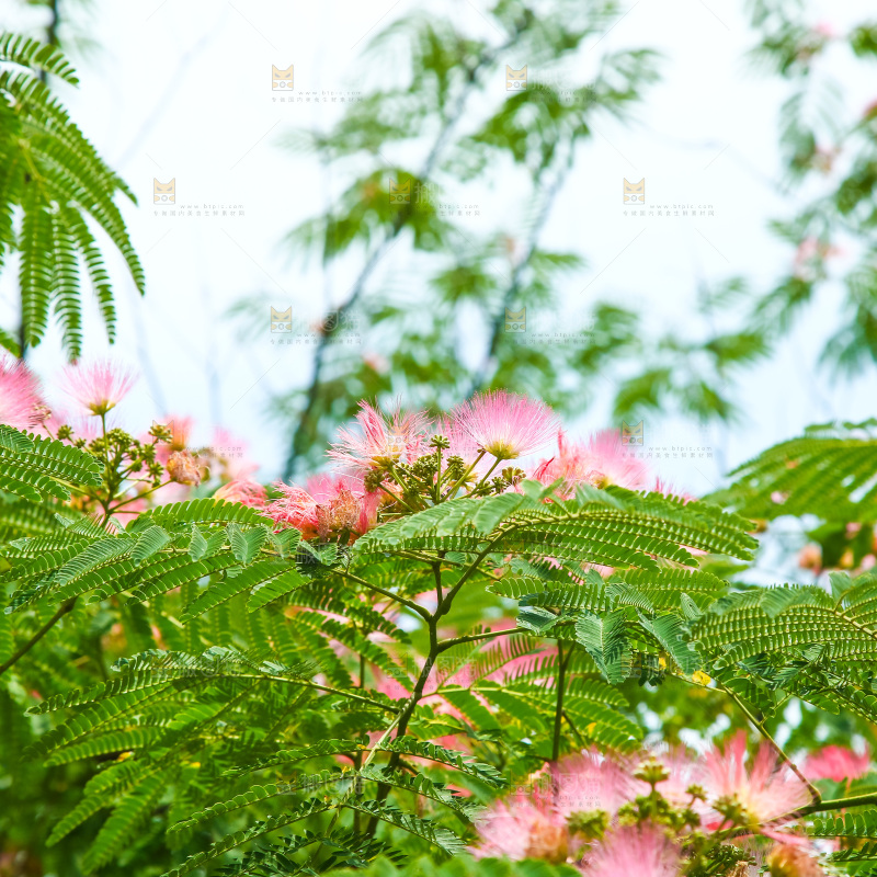 合欢树绿植