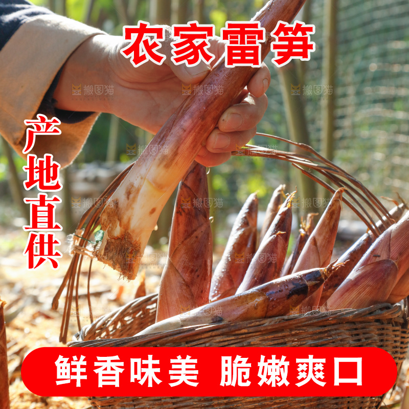 竹林里的雷笋