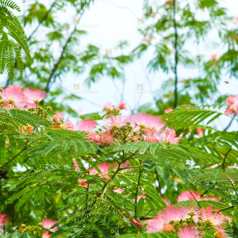合欢树绿植