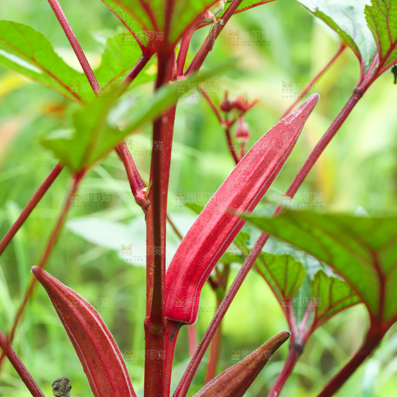 菜园里的红秋葵