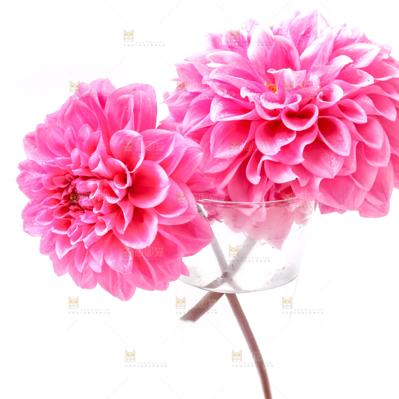 白底上的大丽花