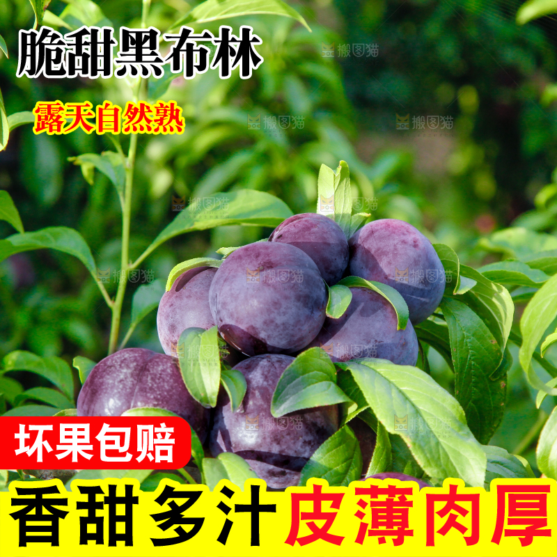 树上挂着黑布李