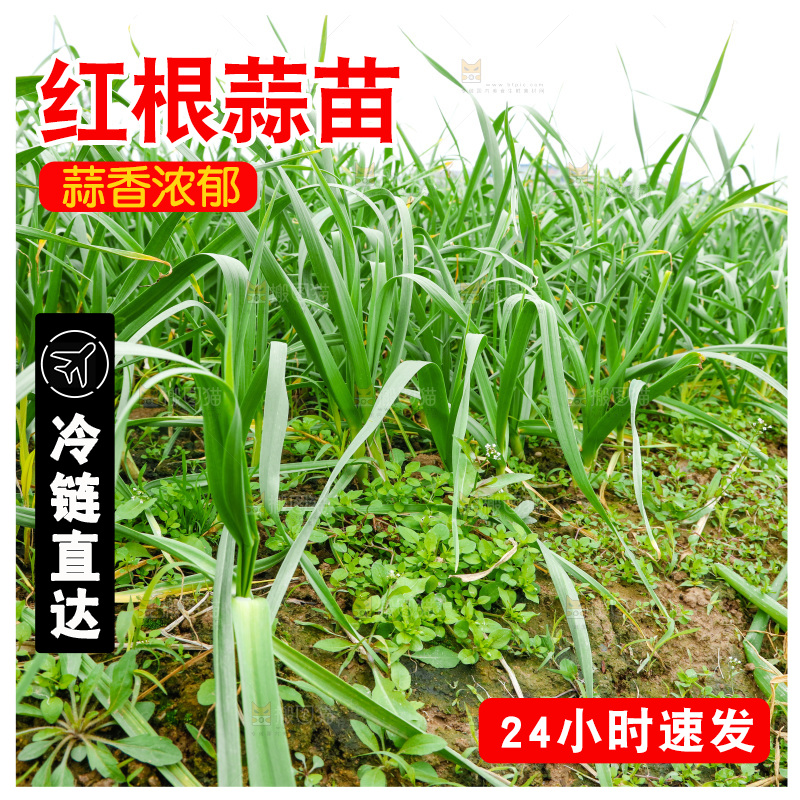 地里种着蒜苗