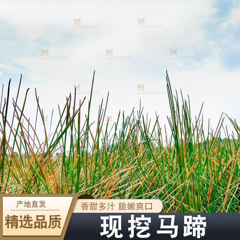 户外的马蹄田