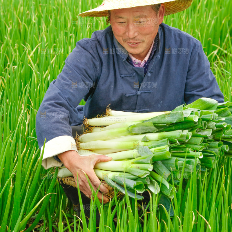 农民手里拿着大葱