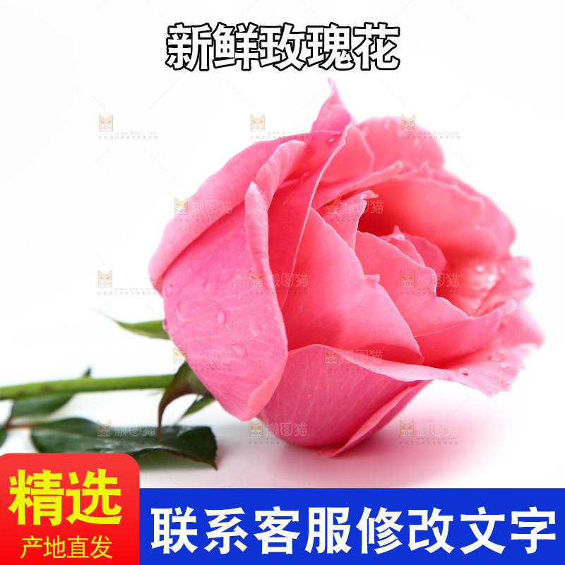 浅底上的玫瑰花