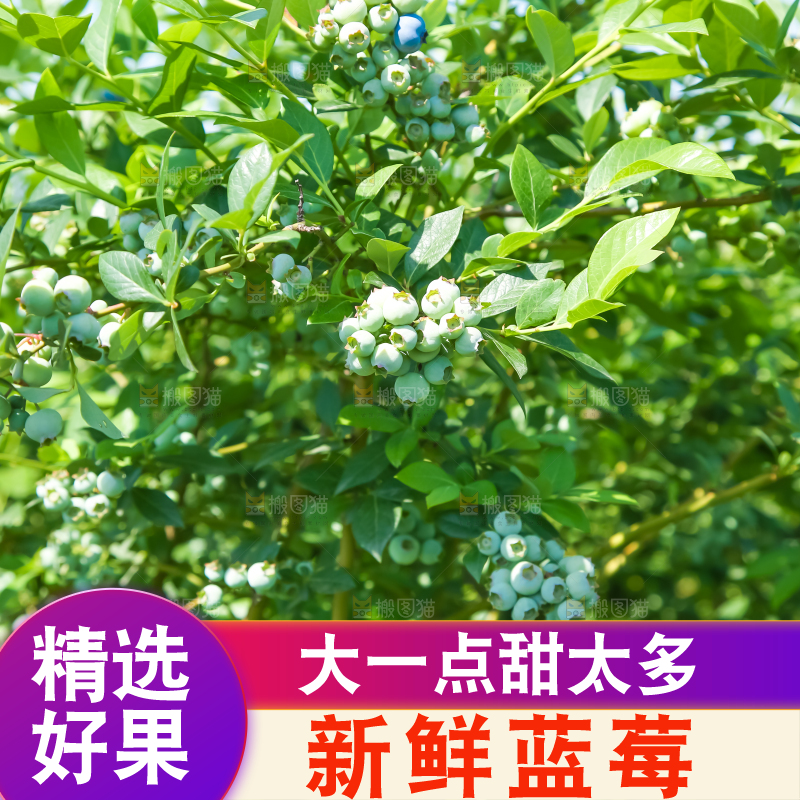 农民正在采摘蓝莓