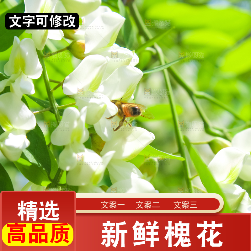 槐树槐花