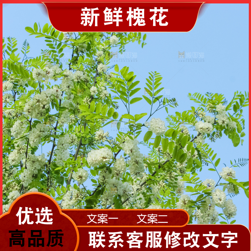 槐树槐花
