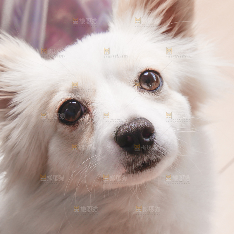 一只小白狗