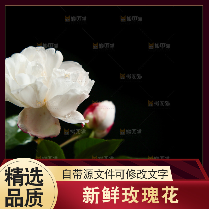 黑底上的玫瑰花