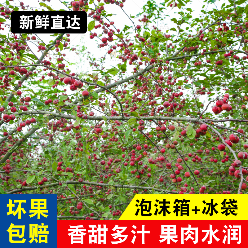 树上挂着海棠果