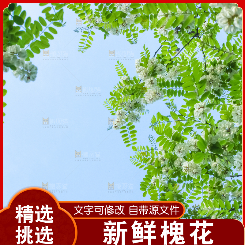 槐树槐花