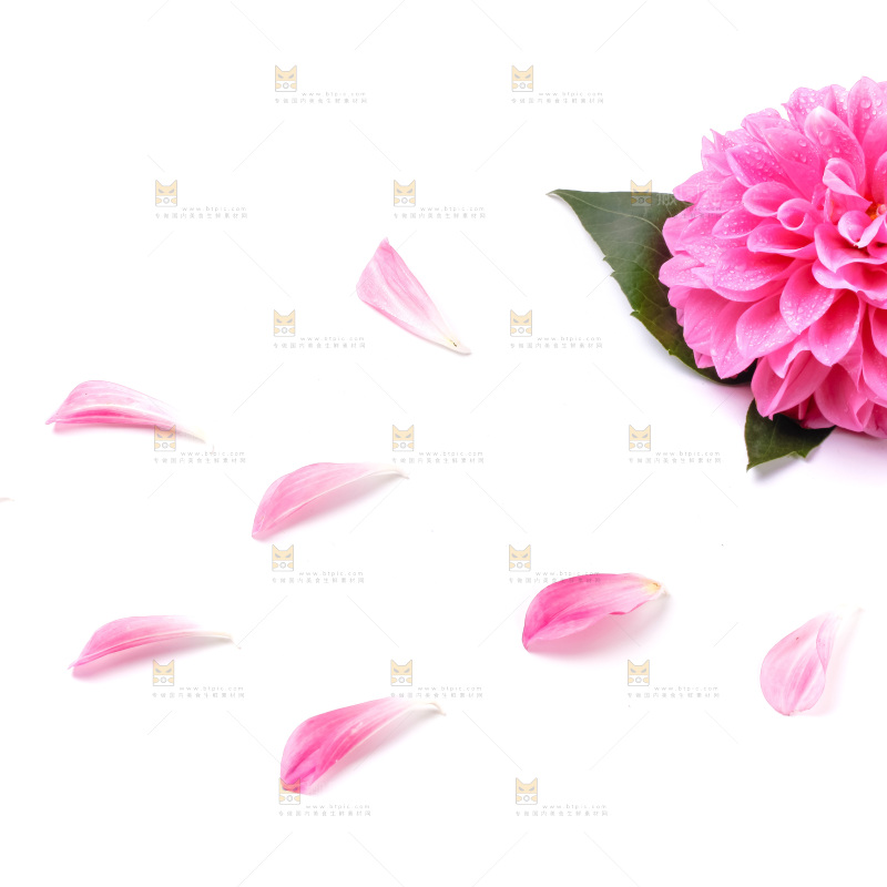 浅底上摆放着花朵