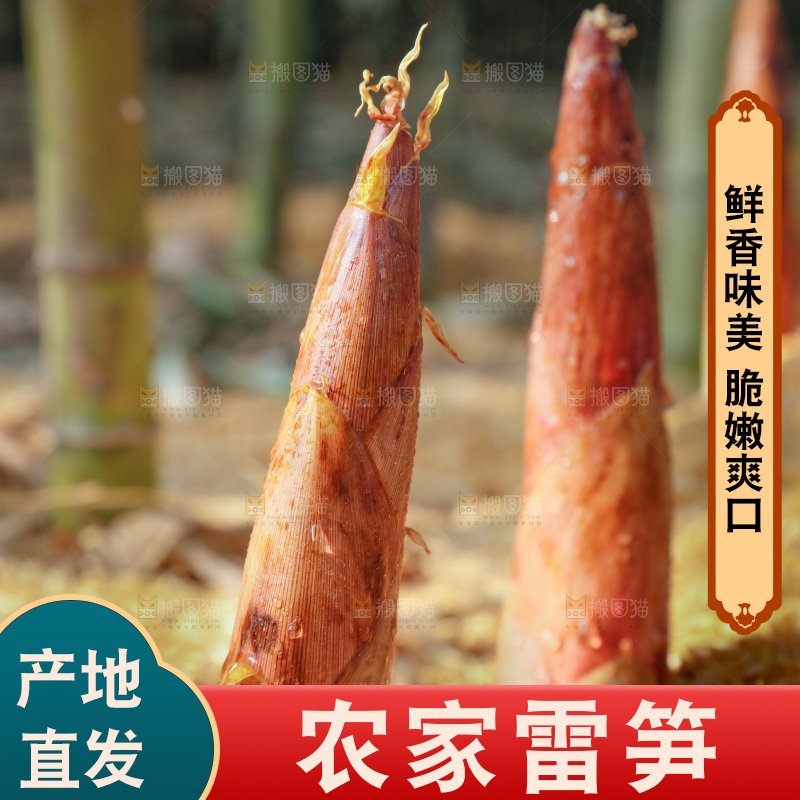 竹林里的雷笋