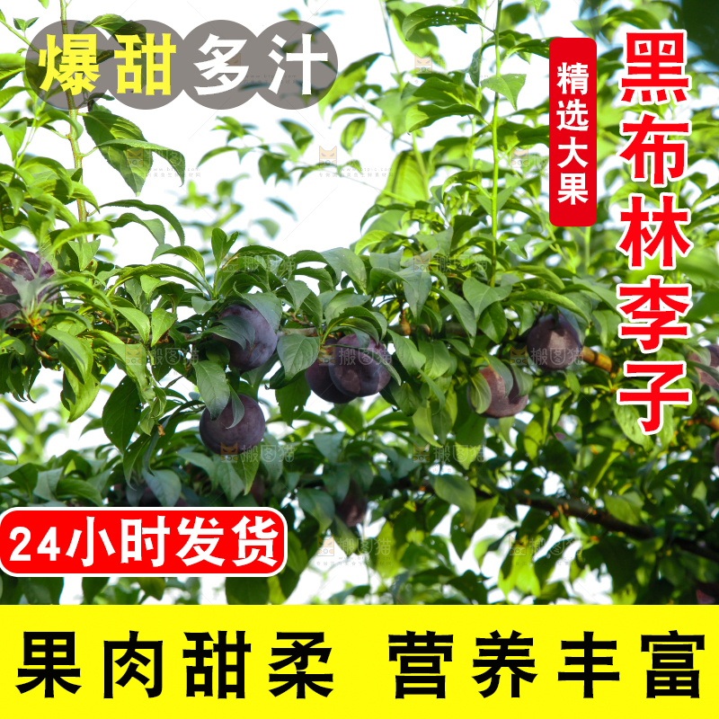 树上挂着黑布李