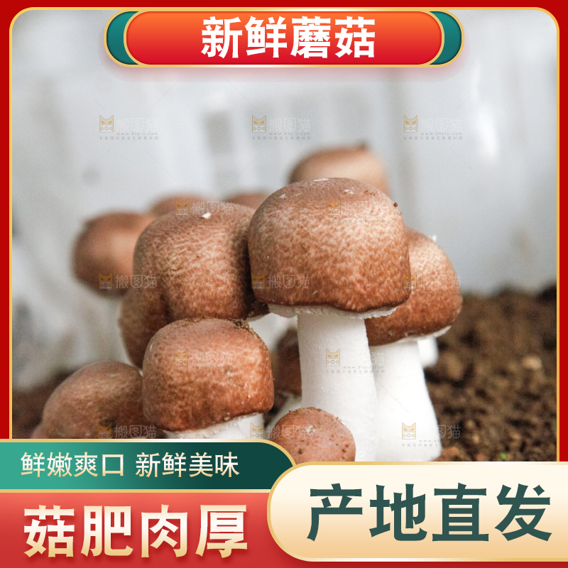 土里的蘑菇