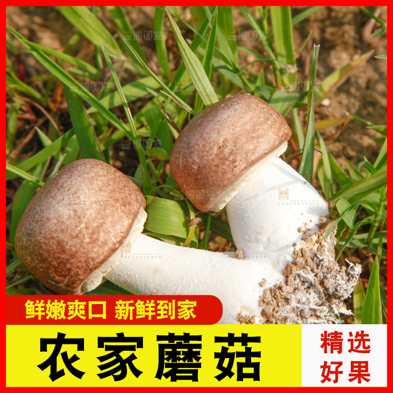 草地上的蘑菇
