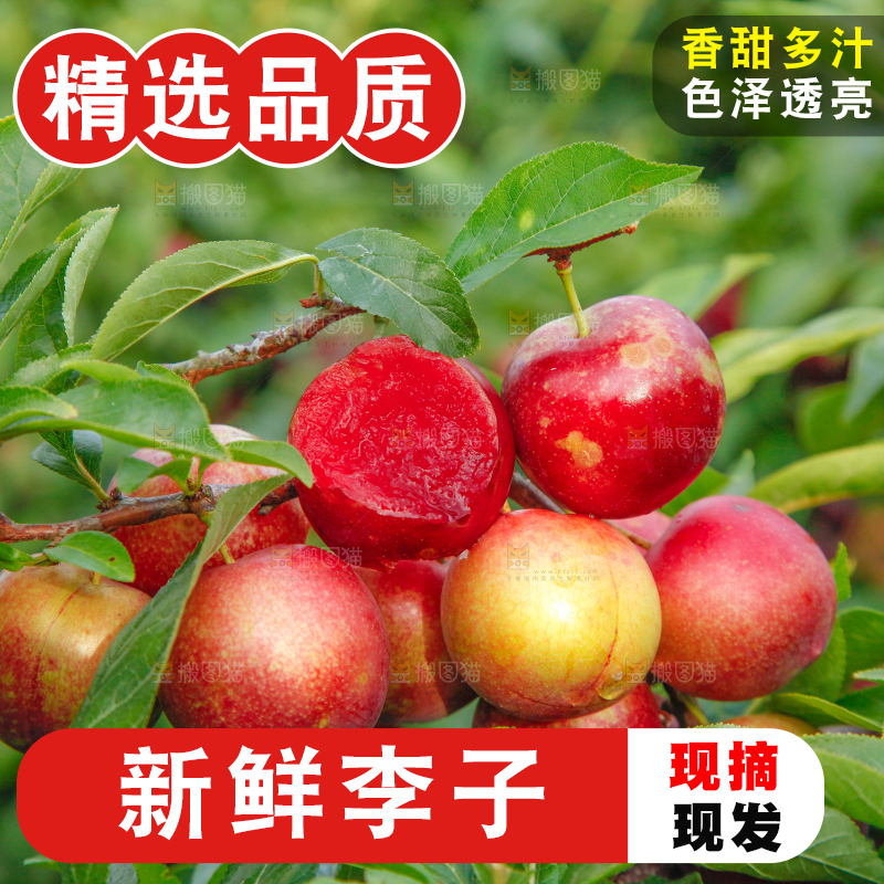 李子树上的红布李