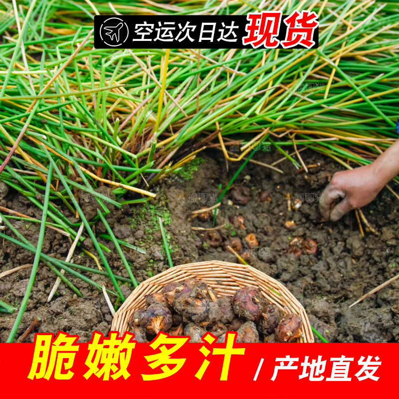 户外的马蹄田