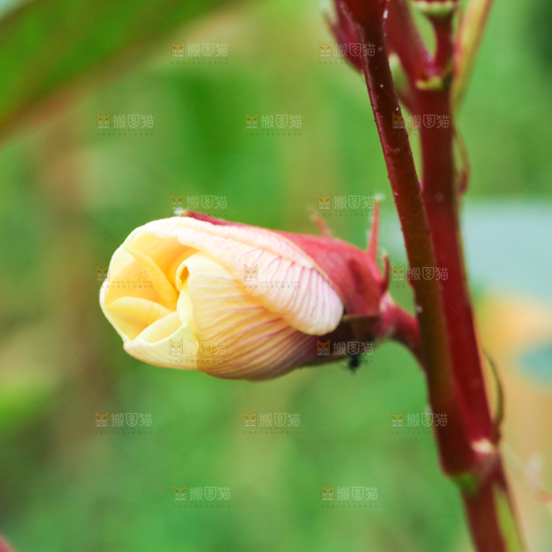 菜园里的红秋葵