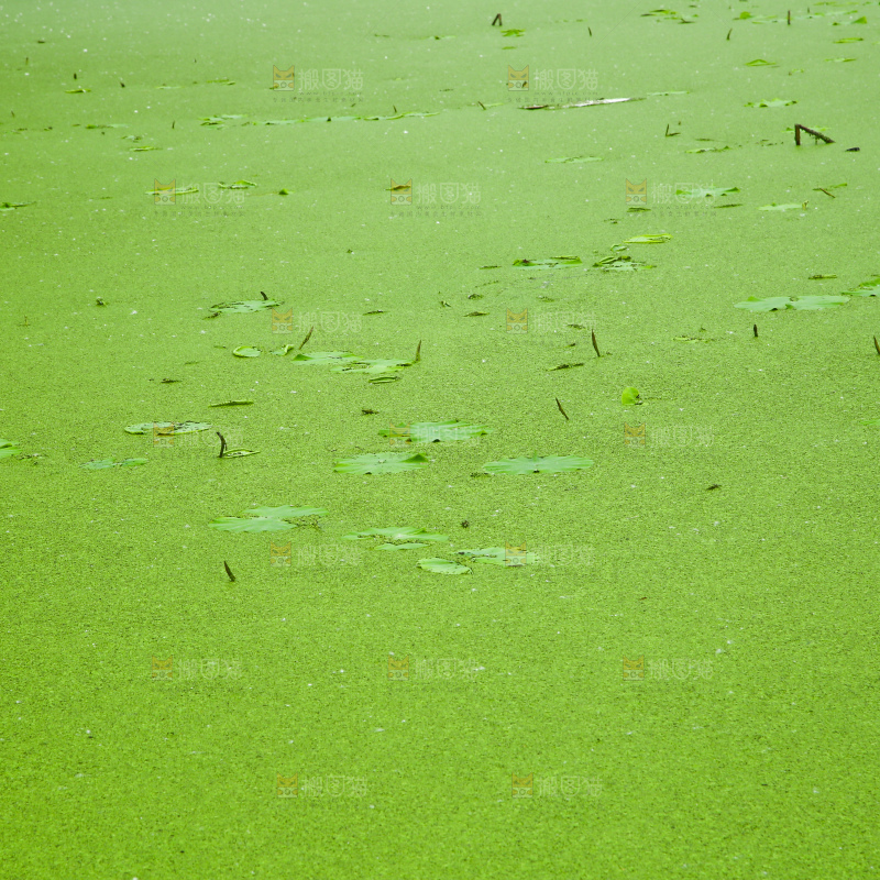 湖面浮萍