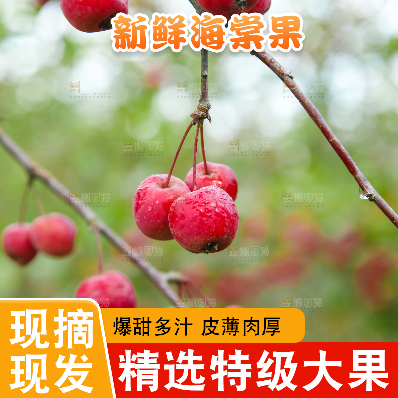 树上挂着海棠果