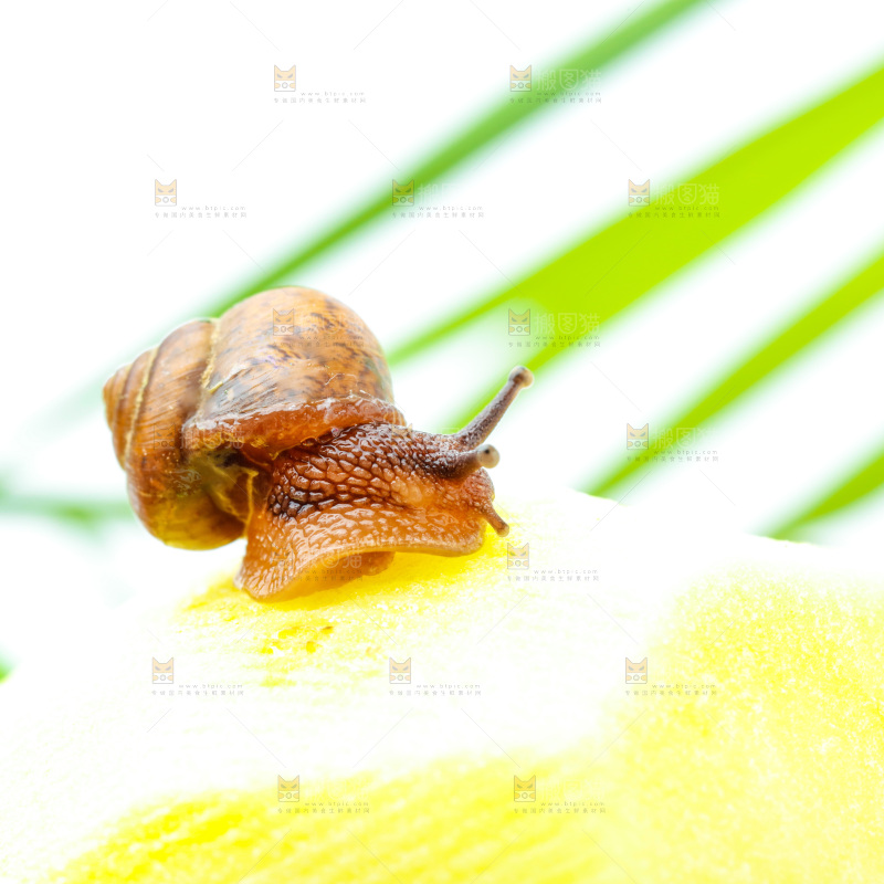 浅底上的蜗牛