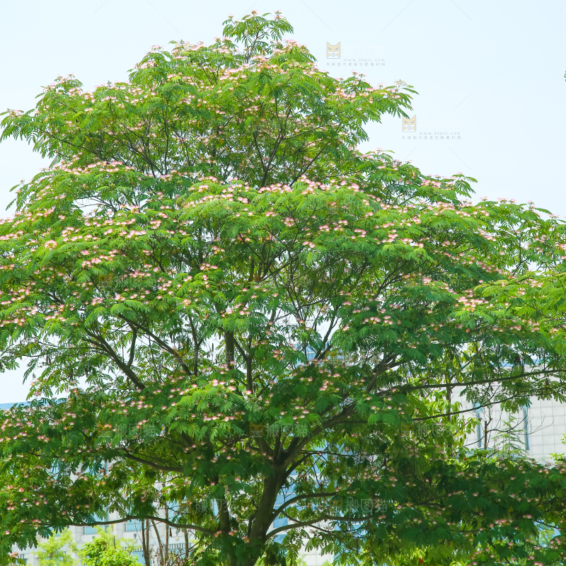合欢树绿植