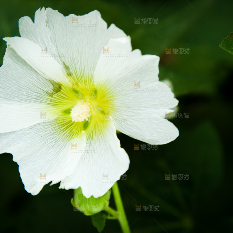 盛开的蜀葵花