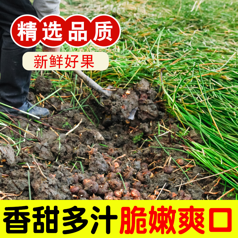 农民正在挖马蹄