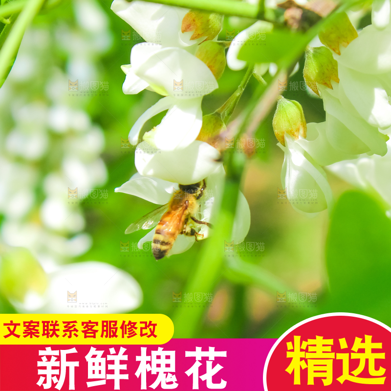 槐树槐花