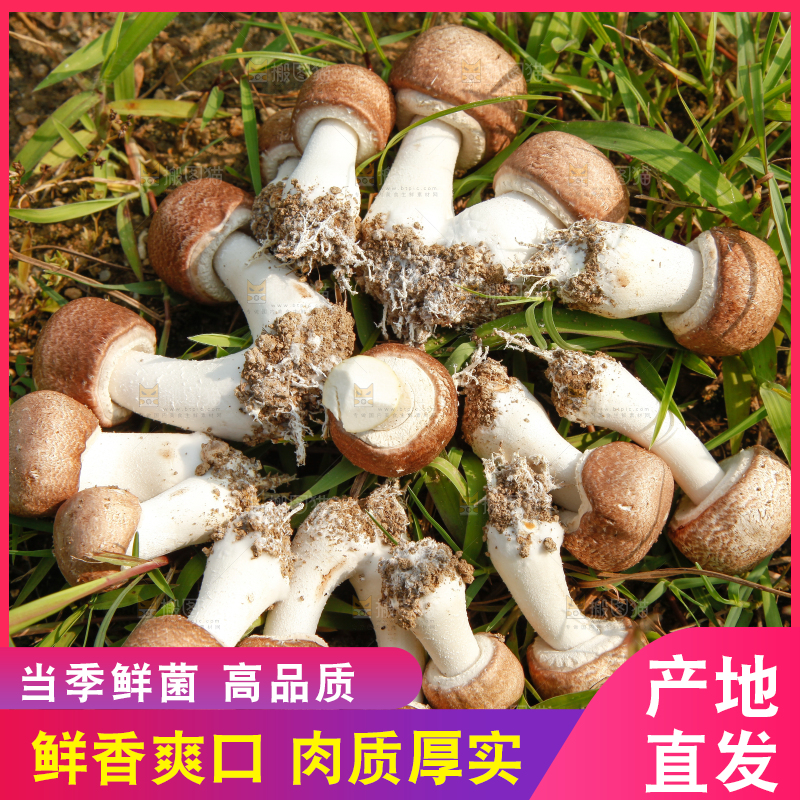 草地上的蘑菇