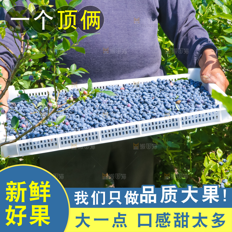 农民正在采摘蓝莓