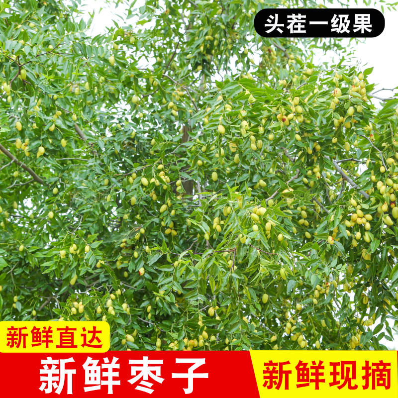 树上的枣子