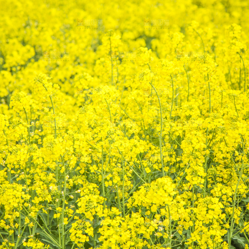 地里的油菜花