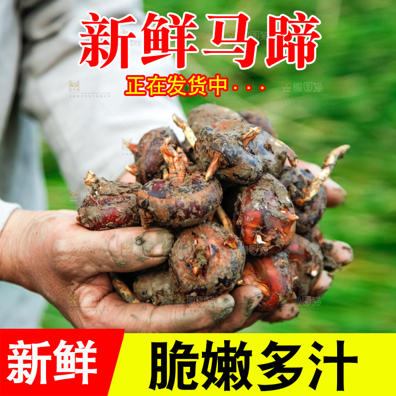 农民手里捧着新鲜马蹄