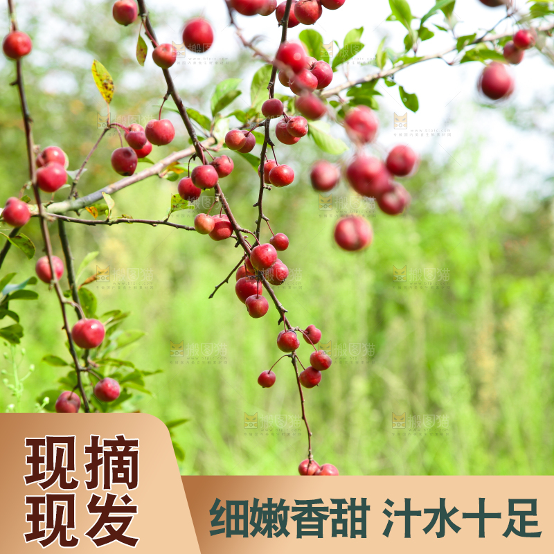 树上挂着海棠果