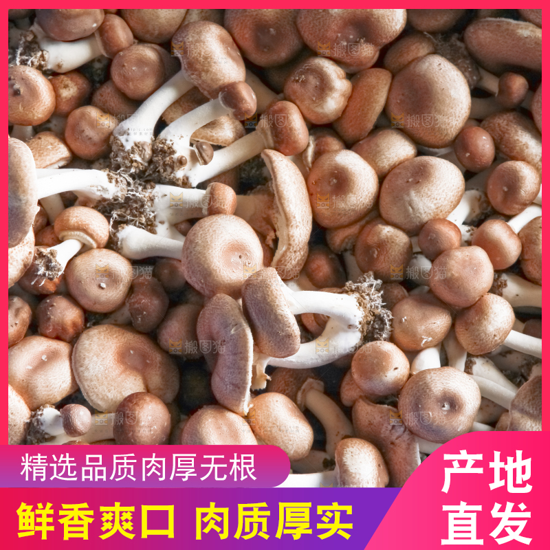 框子里装着小蘑菇