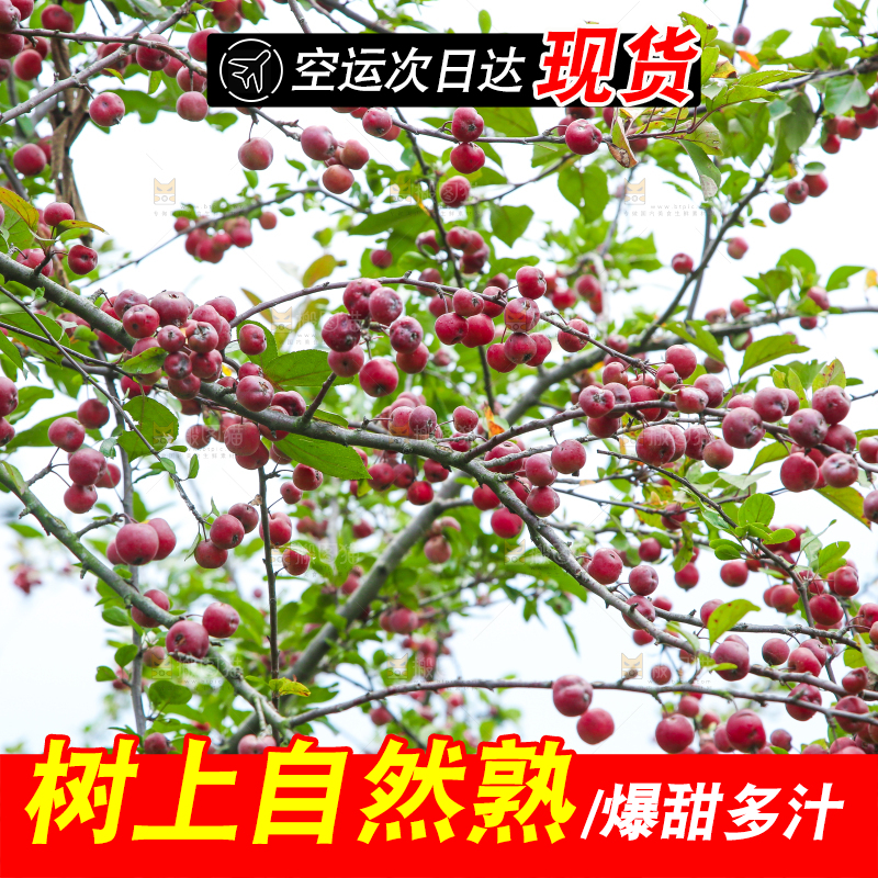 树上挂着海棠果